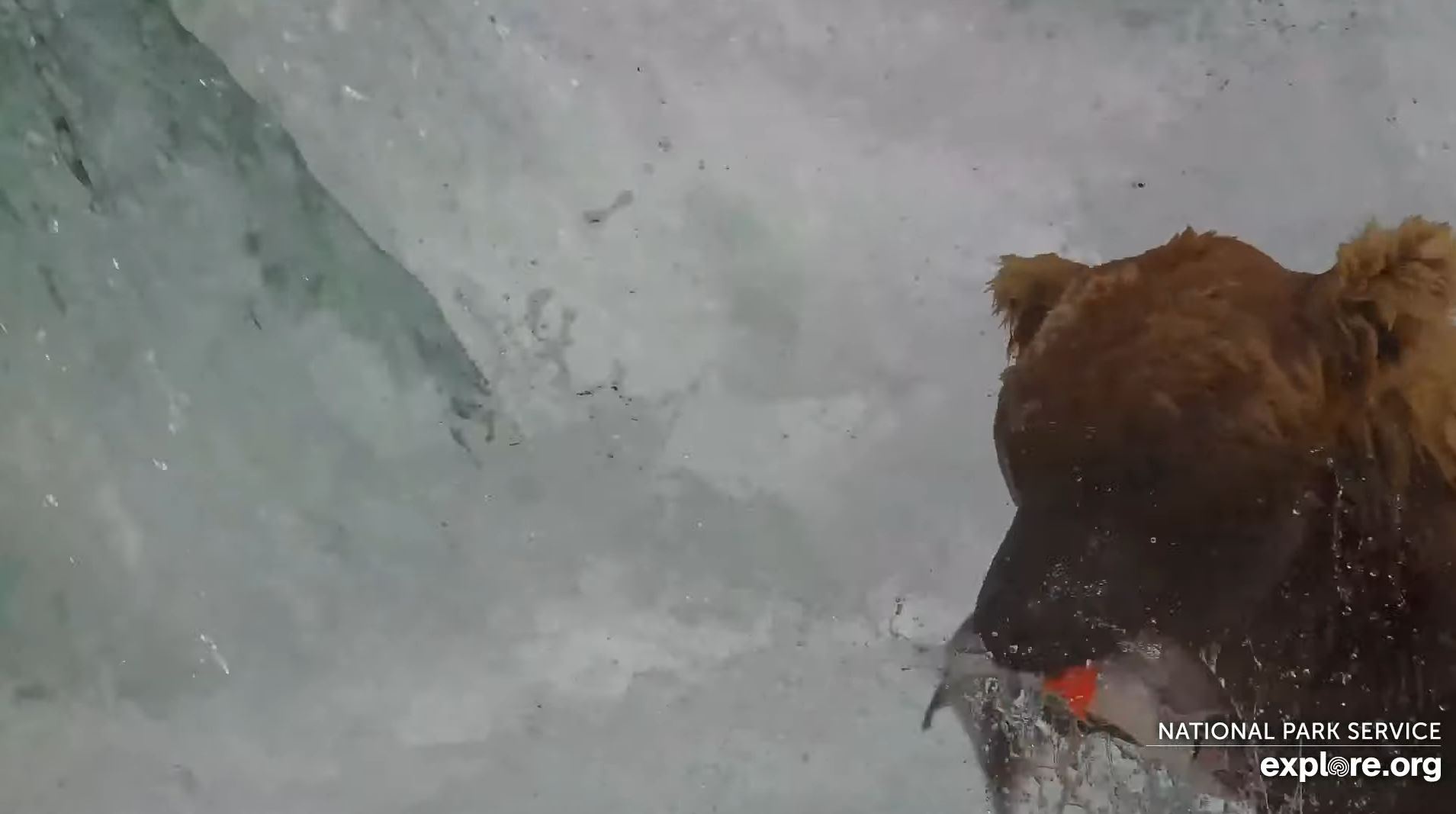 October 5, 2023 Otis Special Fat Bear Report - Otis Fishing Report
