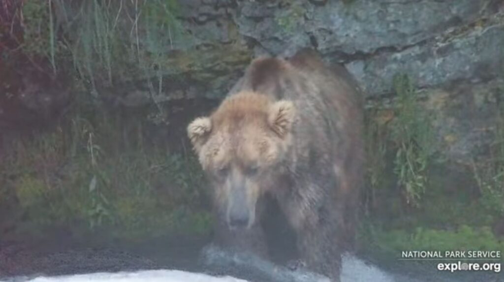 27-Jul-23 Otis Holding up Wallflower's Wall | Copyright National Parks Service and/or Explore.org