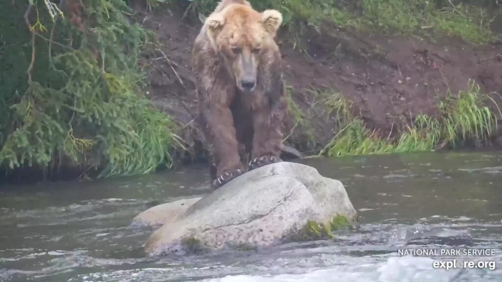 28-Jul-23 Otis Standing on Rocks | Copyright National Parks Service and/or Explore.org