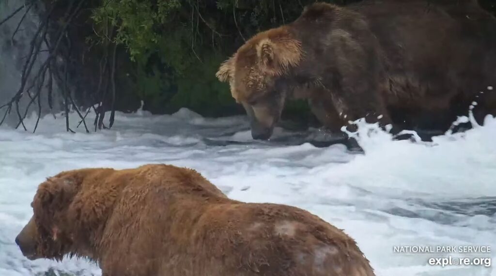 29-Jul-23 Otis and Best Bud 747 | Copyright National Parks Service and/or Explore.org