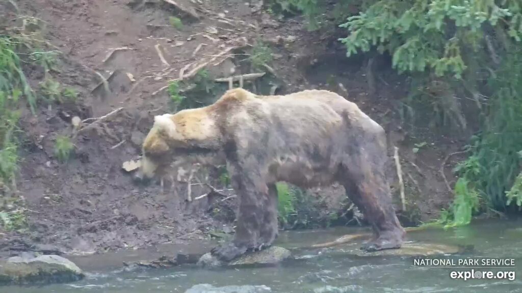 29-Jul-23 Otis stands on rocks | Copyright National Parks Service and/or Explore.org