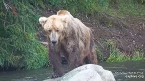 29-Jul-23 Otis stands on rocks | Copyright National Parks Service and/or Explore.org