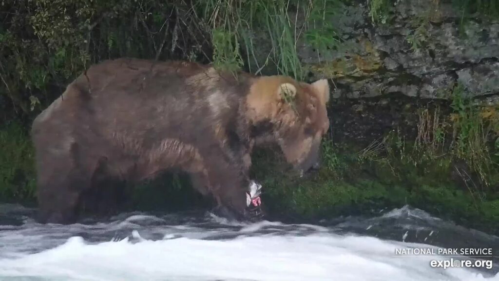 29-Jul-23 Otis with Fish | Copyright National Parks Service and/or Explore.org