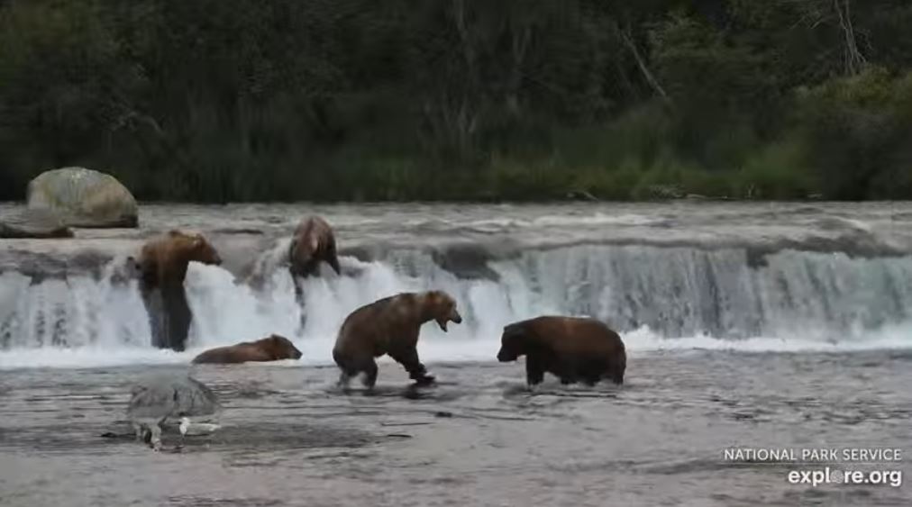 29-Jul-23 Otis and 747 Greet | Copyright National Parks Service and/or Explore.org