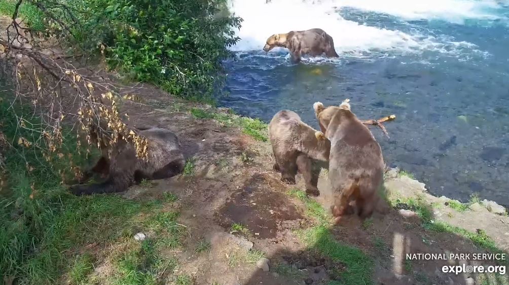 4-Aug-23 Otis Heads Off for Naps | Copyright National Parks Service and/or Explore.org