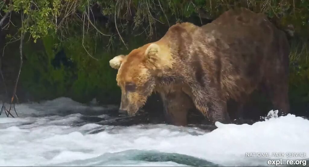 4-Aug-23 Otis in His Office | Copyright National Parks Service and/or Explore.org