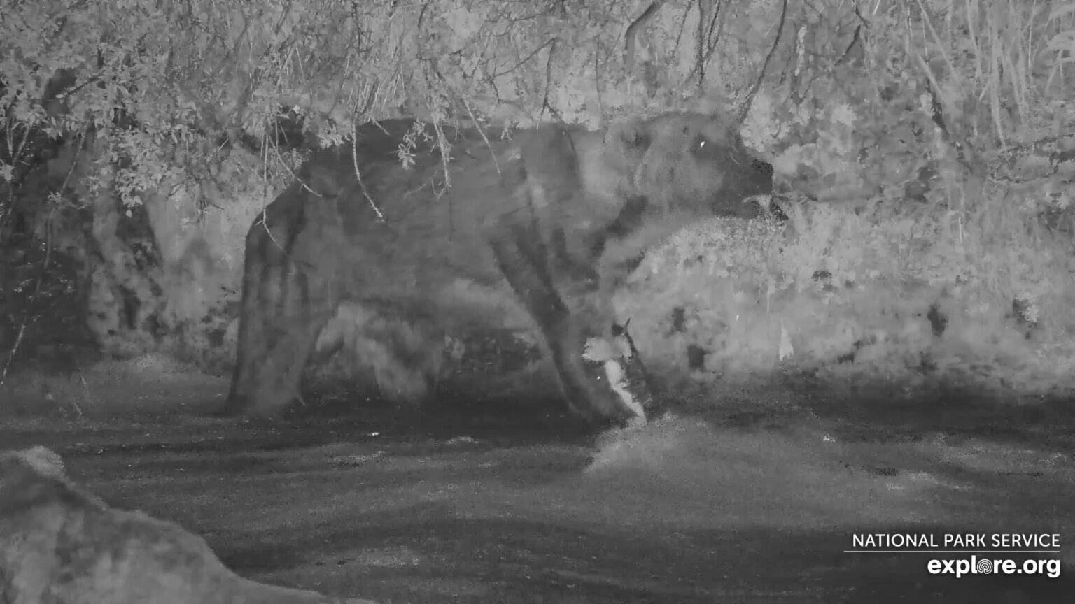 October 5, 2023 Otis Special Fat Bear Report - Otis Fishing Report