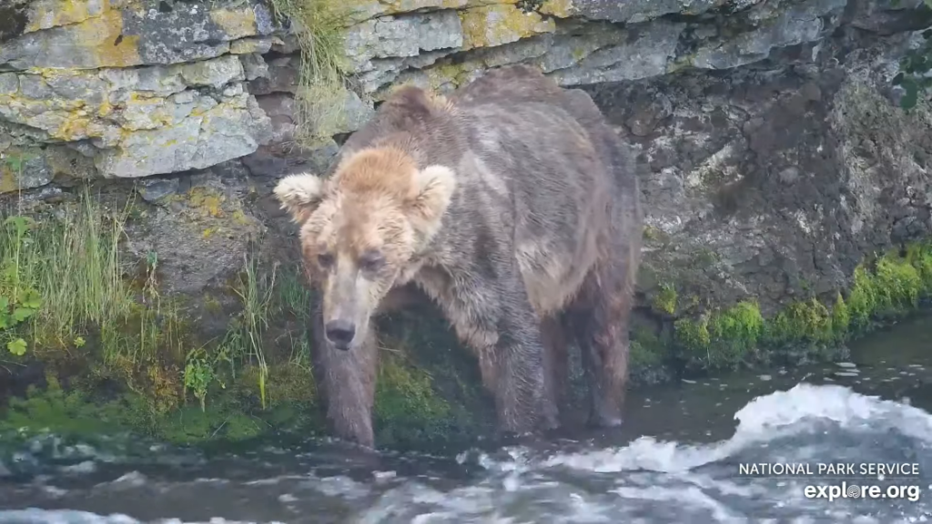 5-Aug-23 Otis at Wallflower's Wall | Copyright National Parks Service and/or Explore.org