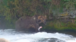 5-Aug-23 Otis Enjoying Salmon | Copyright National Parks Service and/or Explore.org