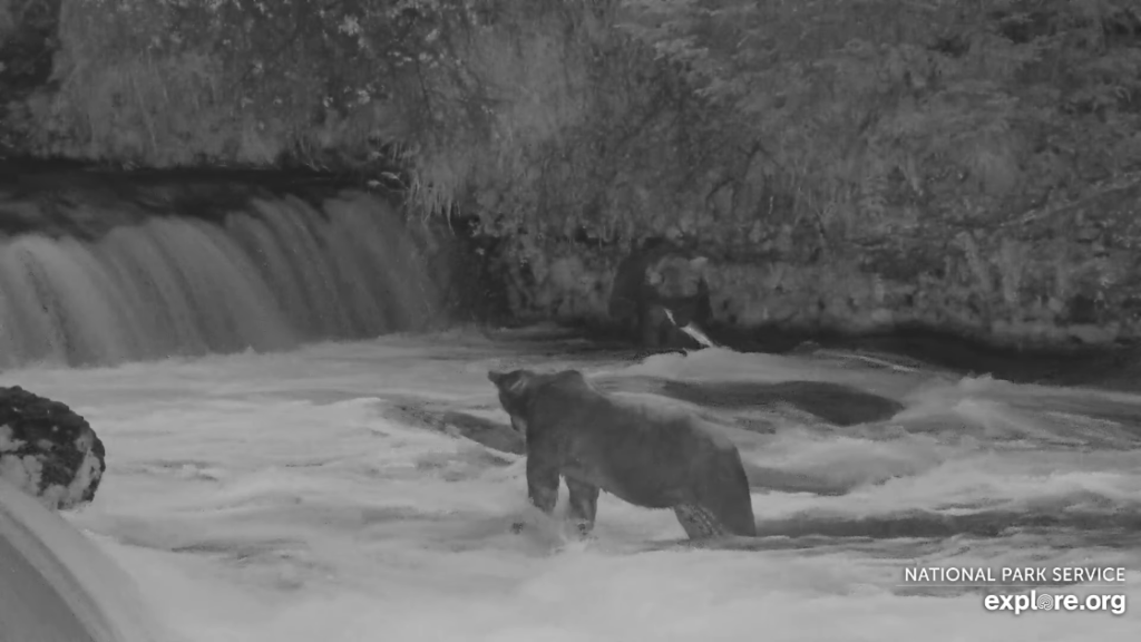 5-Aug-23 Otis with Fish during the Overnights | Copyright National Parks Service and/or Explore.org