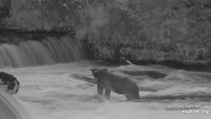 5-Aug-23 Otis with Fish during the Overnights | Copyright National Parks Service and/or Explore.org