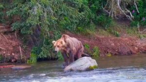 6-Aug-23 Otis Standing on Rocks | Copyright National Parks Service and/or Explore.org