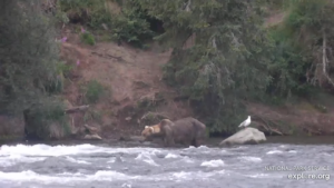 5-Aug-23 Iconic Otis at Alice's | Copyright National Parks Service and/or Explore.org