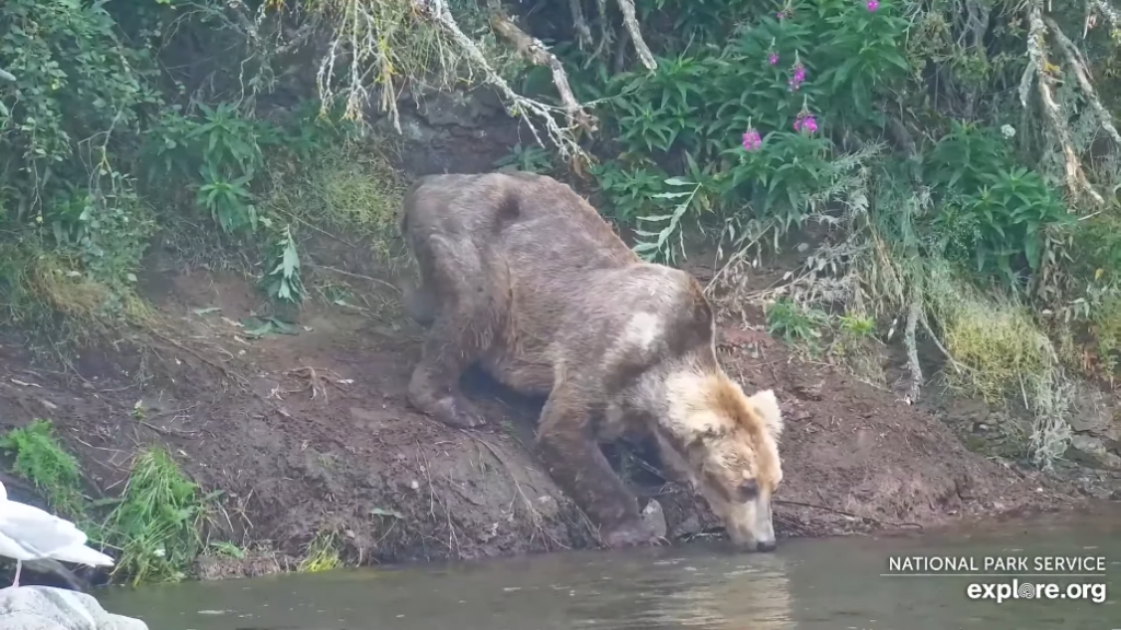 9-Aug-23 Otis gets a drink | Copyright National Parks Service and/or Explore.org