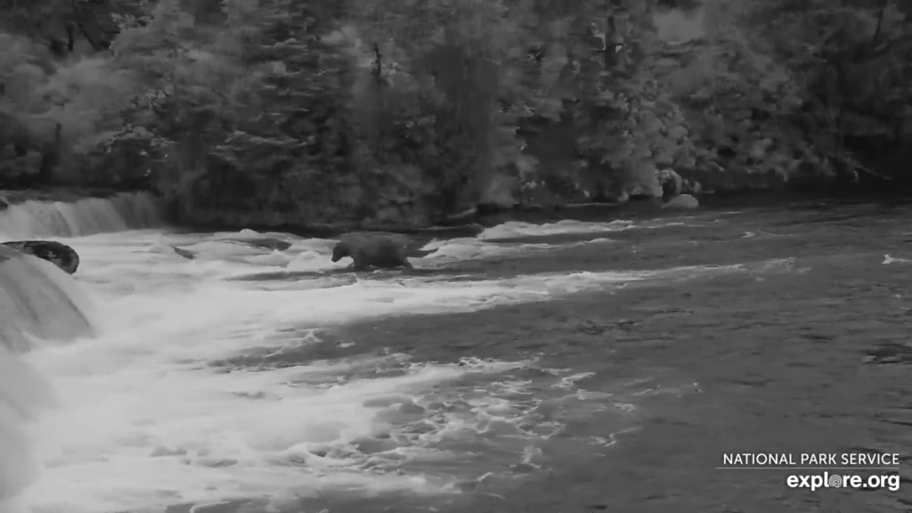 9-Aug-23 Otis On Alice's Rock | Copyright National Parks Service and/or Explore.org