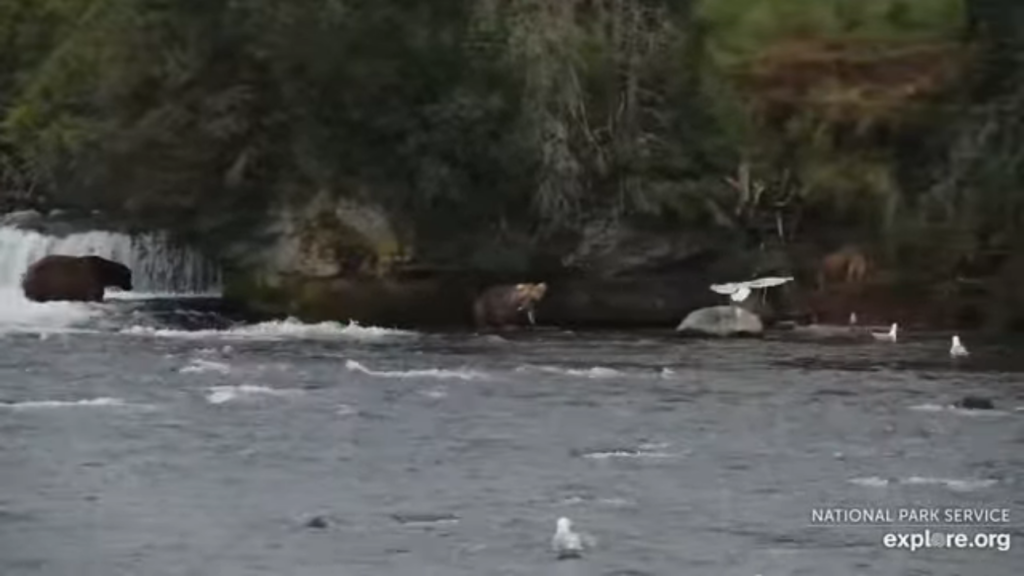 9-Aug-23 Otis taking his bitty salmon to go | Copyright National Parks Service and/or Explore.org