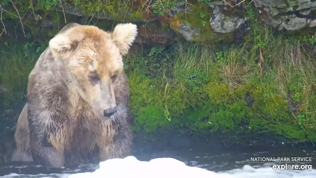 10-Aug-23 Otis Getting his Fat Bear Look on| Copyright National Parks Service and/or Explore.org