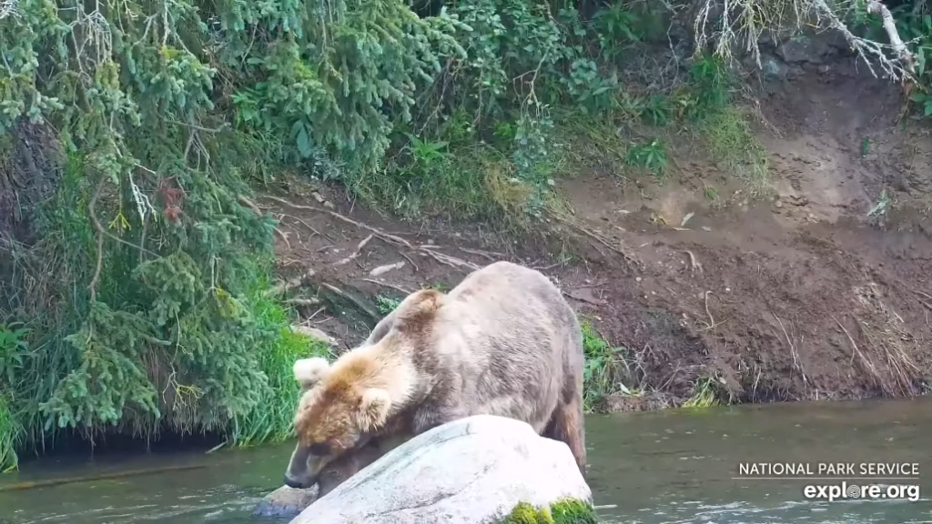 10-Aug-23 Otis Resting His Head on Alice's Rock | Copyright National Parks Service and/or Explore.org