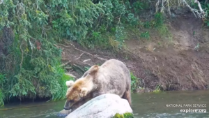 10-Aug-23 Otis Resting His Head on Alice's Rock | Copyright National Parks Service and/or Explore.org