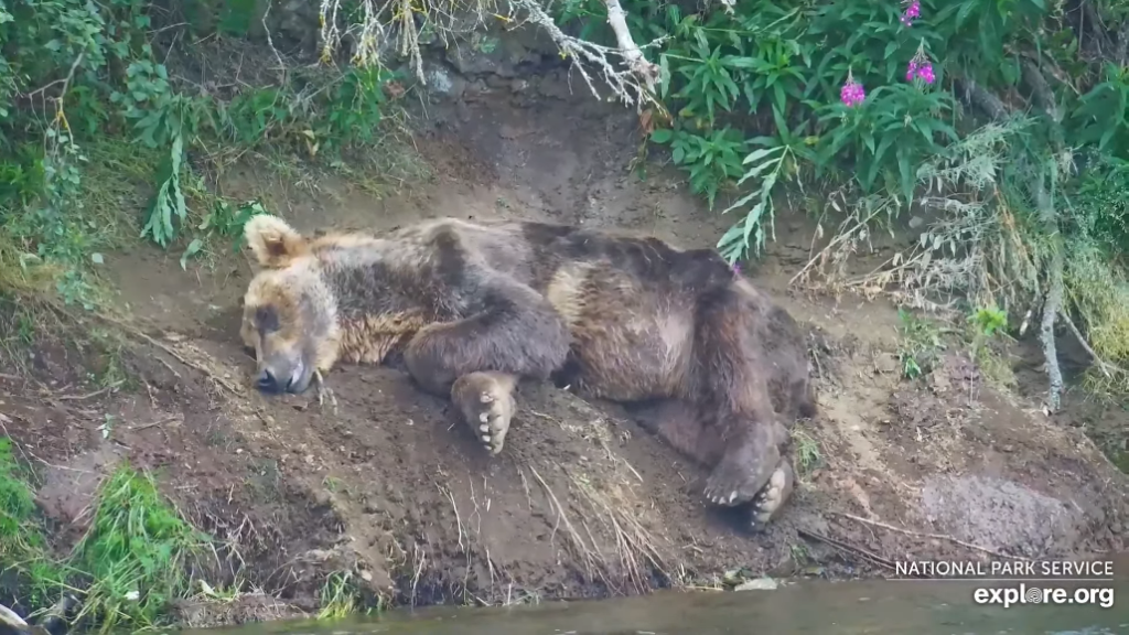 10-Aug-23 Otis Naps | Copyright National Parks Service and/or Explore.org