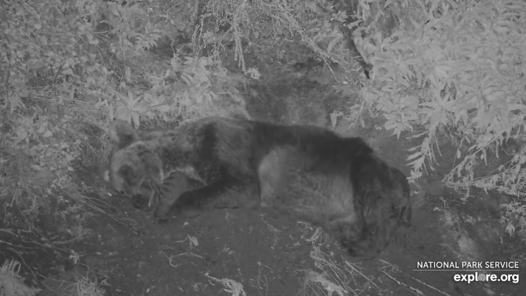 10-Aug-23 Otis Napping in his Bank Bunk | Copyright National Parks Service and/or Explore.org