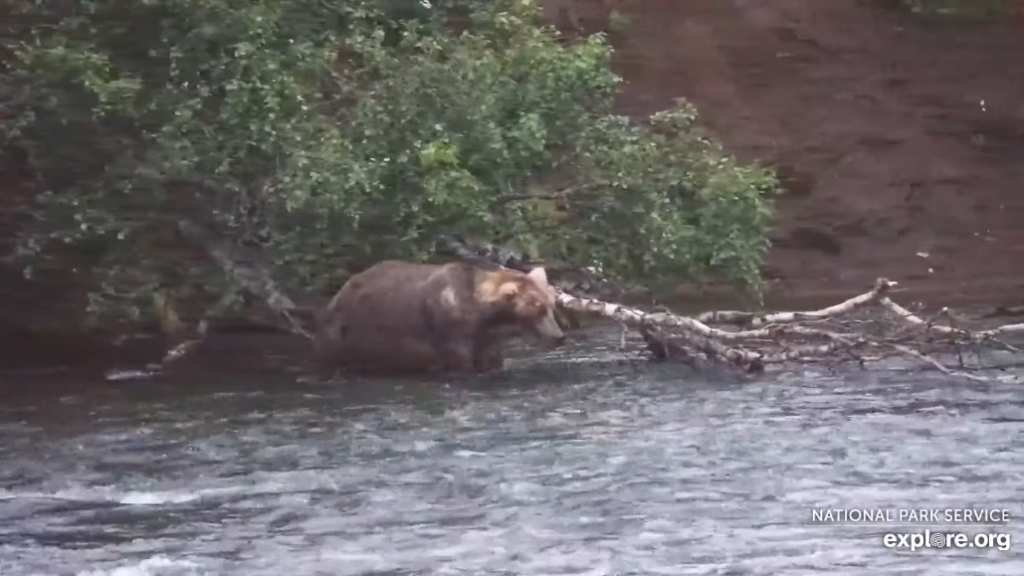 10-Aug-23 Otis Meanders toward Riffles | Copyright National Parks Service and/or Explore.org