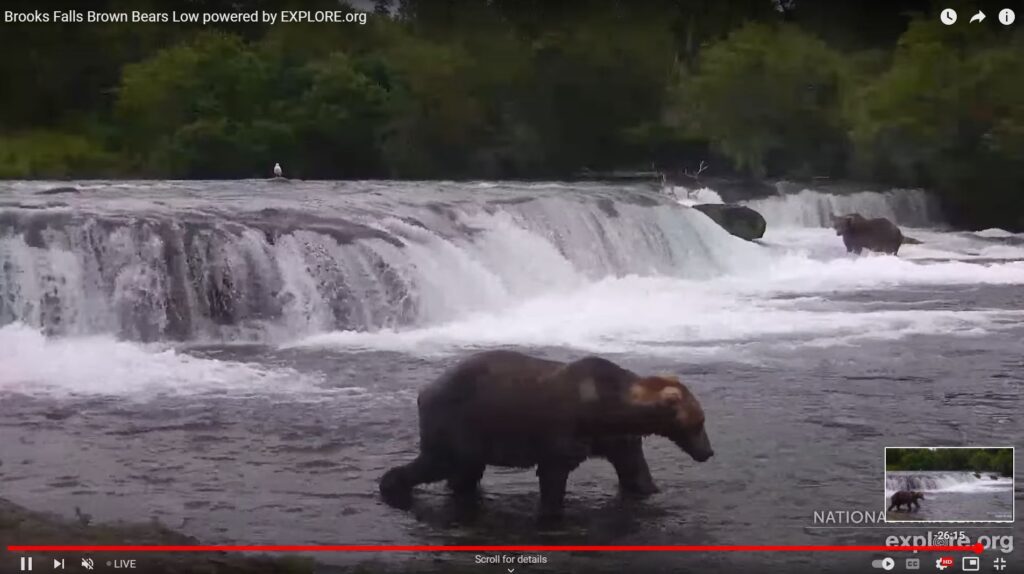 11-Aug-23 Otis Returns back right away | Copyright National Parks Service and/or Explore.org