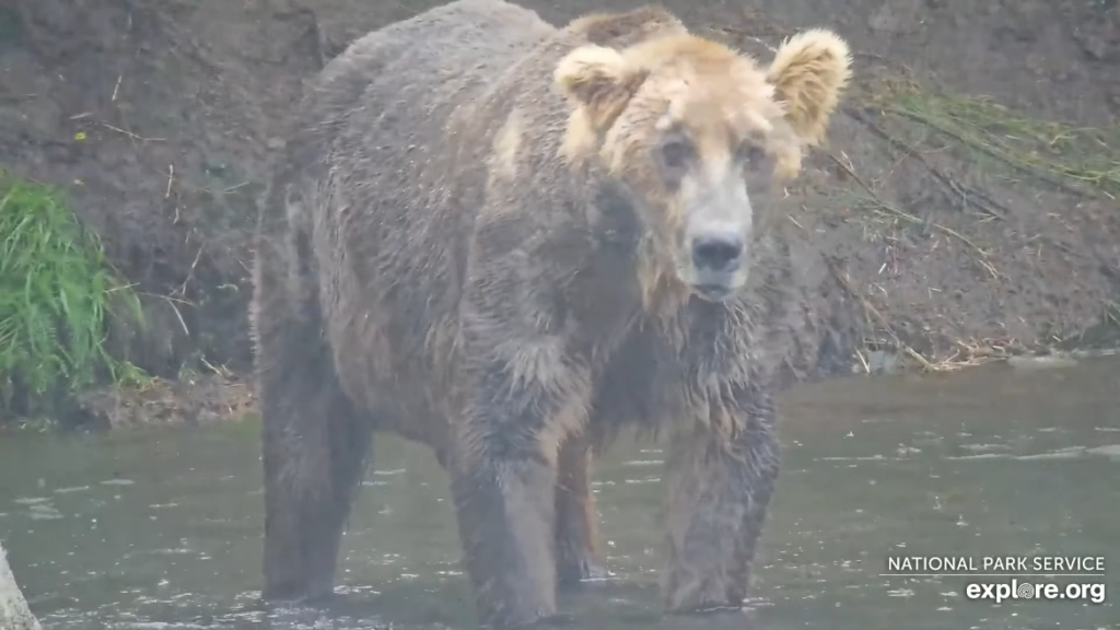 13-Aug-23 Iconic Otis | Copyright National Parks Service and/or Explore.org