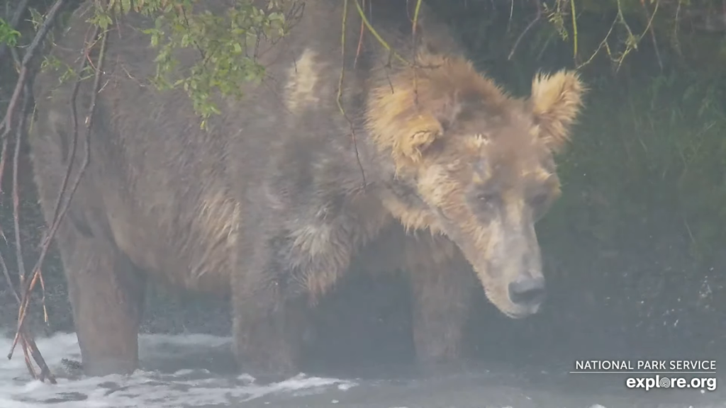 13-Aug-23 Iconic Otis | Copyright National Parks Service and/or Explore.org