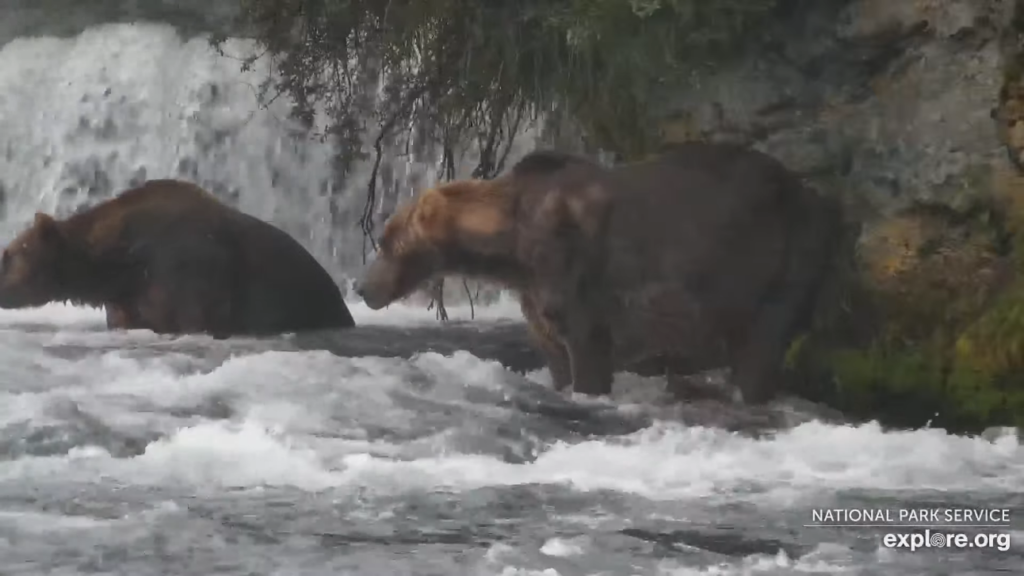 13-Aug-23 Otis and Walker together again | Copyright National Parks Service and/or Explore.org