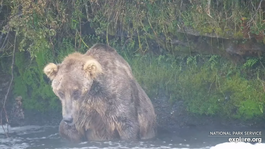 15-Aug-23 Otis in His Office | Copyright National Parks Service and/or Explore.org