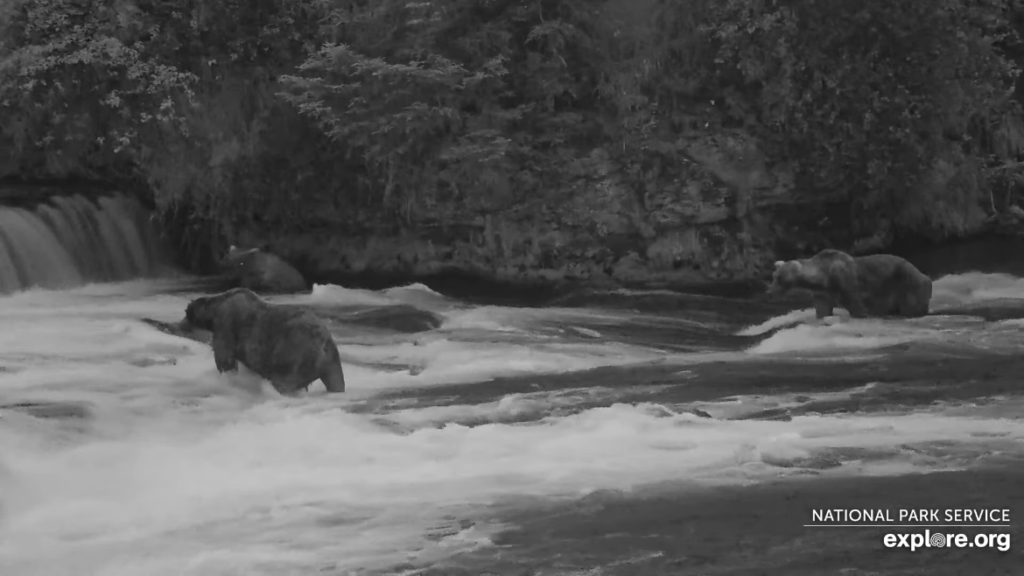 14-Aug-23 Otis Fishing with Grazer and 747 | Copyright National Parks Service and/or Explore.org