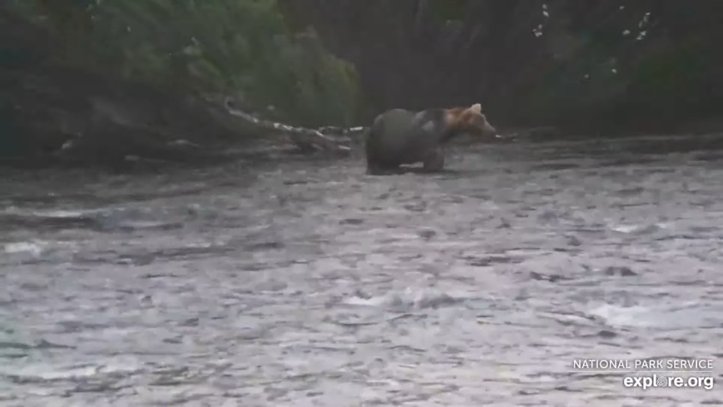 14-Aug-23 Otis Meandering Fishing | Copyright National Parks Service and/or Explore.org