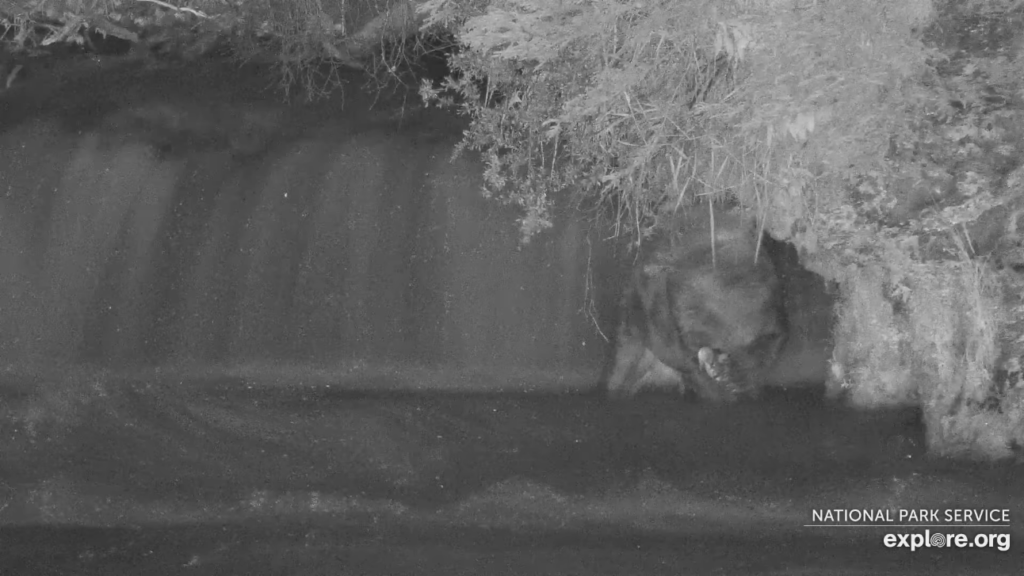 14-Aug-23 Otis with Fresh Catch in his Office | Copyright National Parks Service and/or Explore.org