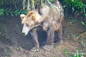 Katmai Bear No. 480 Otis | Copyright National Parks Service and/or Explore.org