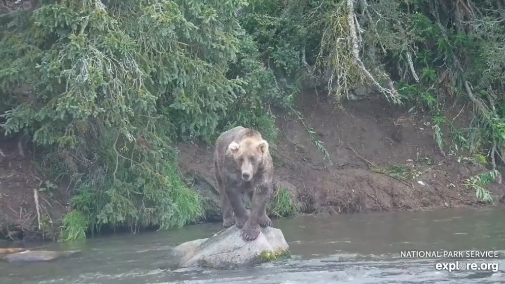 17-Aug-23 Otis Standing on Rocks | Copyright National Parks Service and/or Explore.org