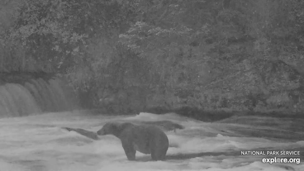 17-Aug-23 Otis Fishing in the Rain | Copyright National Parks Service and/or Explore.org