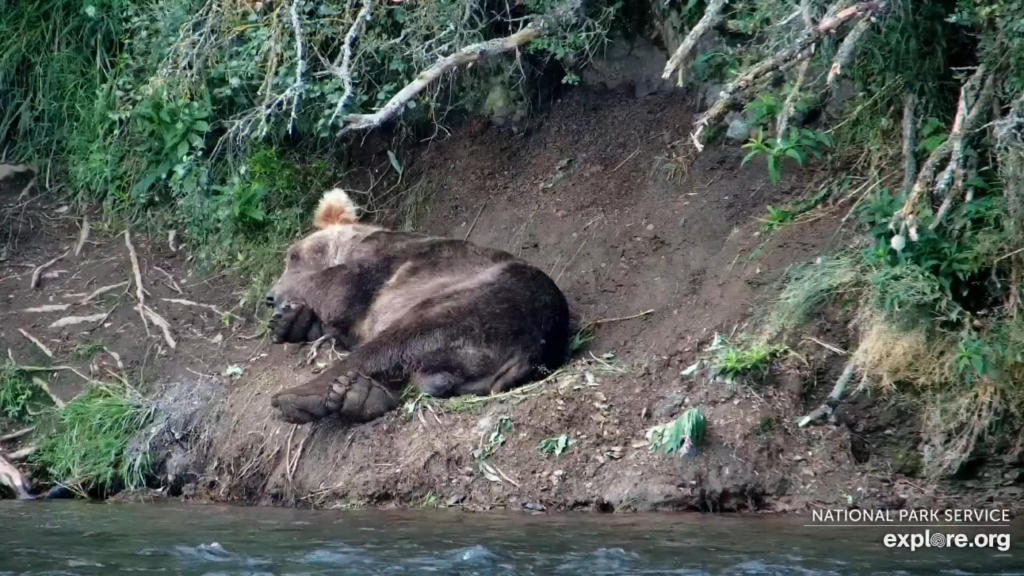 18-Aug-23 Otis Still Napping | Copyright National Parks Service and/or Explore.org