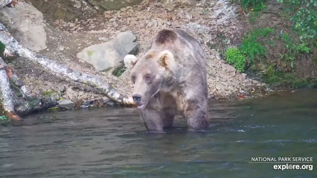 19-Aug-23 Otis Ponders His Next Moves | Copyright National Parks Service and/or Explore.org