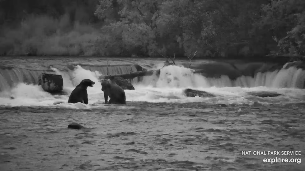 19-Aug-23 Otis and 164 Bucky | Copyright National Parks Service and/or Explore.org