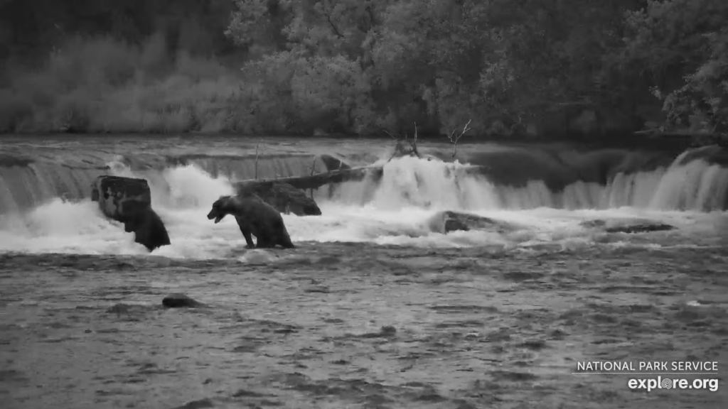 19-Aug-23 Otis and 164 Bucky | Copyright National Parks Service and/or Explore.org