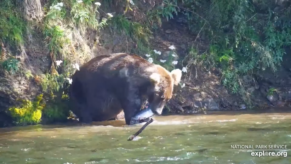 20-Aug-23 Otis GETS THE FISH | Copyright National Parks Service and/or Explore.org