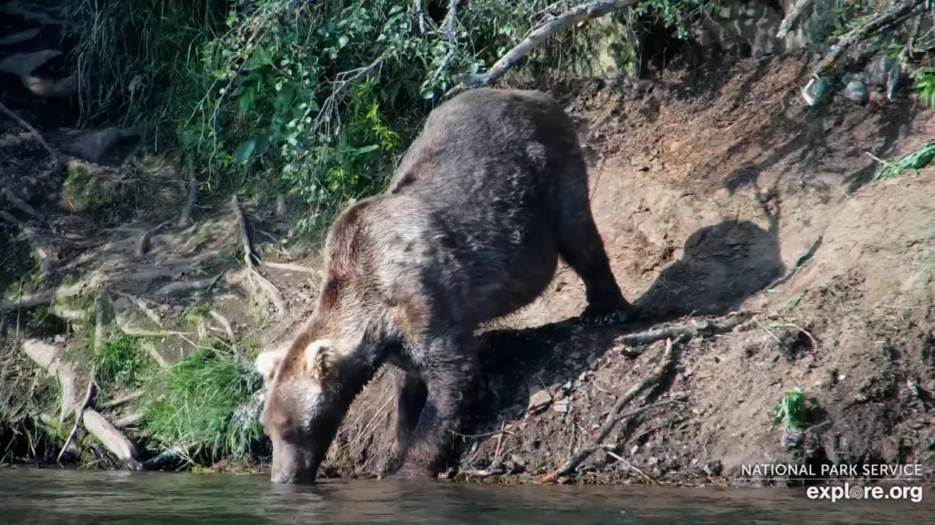 20-Aug-23 Otis Drinks Water | Copyright National Parks Service and/or Explore.org