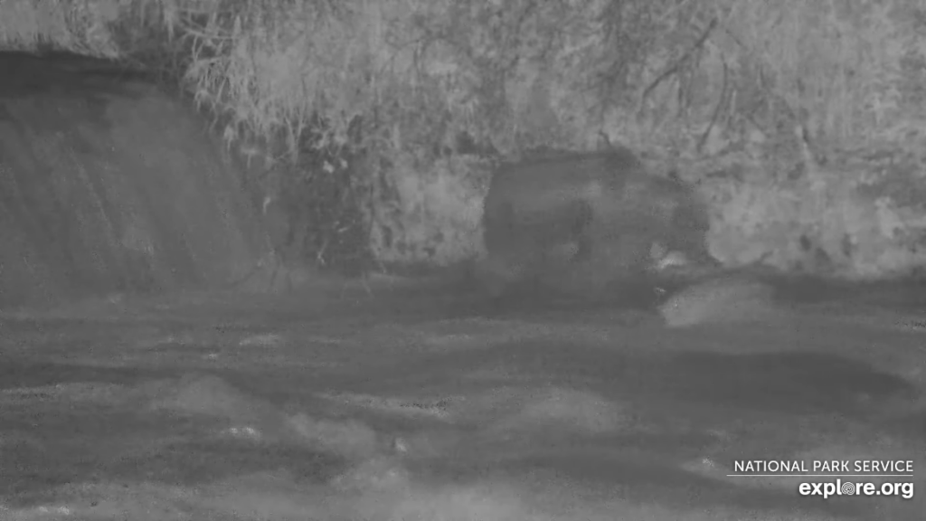 21-Aug-23 Otis with Fish at Night | Copyright National Parks Service and/or Explore.org