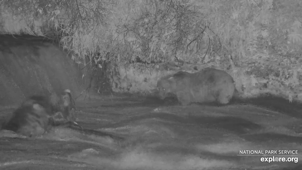 22-Aug-23 Otis Eating at Table Rock | Copyright National Parks Service and/or Explore.org