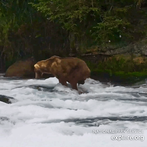 28-Aug-23 Otis on the Surfing Rock Pouncing for Fish GIF by MERRY MERMAID MERMAIDS4 OTIS | Copyright National Parks Service and/or Explore.org