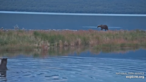 8-Sep-23 Otis returns from his Summer Walkabout on Kat's Riverview Cam | Copyright National Parks Service and/or Explore.org