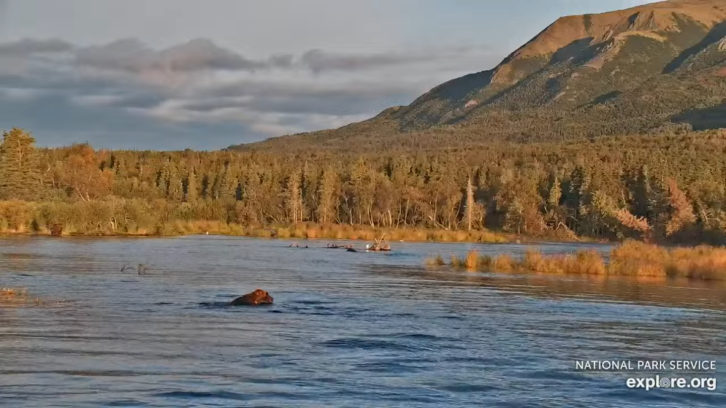 9-Sep-23 Otis and beautiful backdrop on River Watch cam | Copyright National Parks Service and/or Explore.org