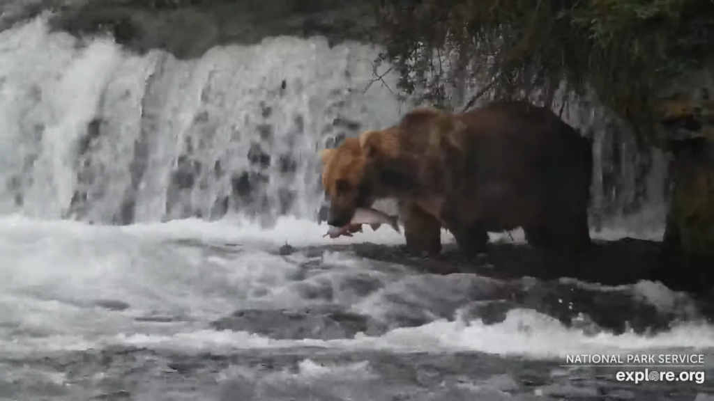 9-Aug-23 Otis with large salmon | Copyright National Parks Service and/or Explore.org