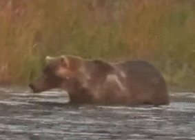 9-Sept-23 Otis looking lively and hunting for salmon in the River GIF by Gwynne | Copyright National Parks Service and/or Explore.org